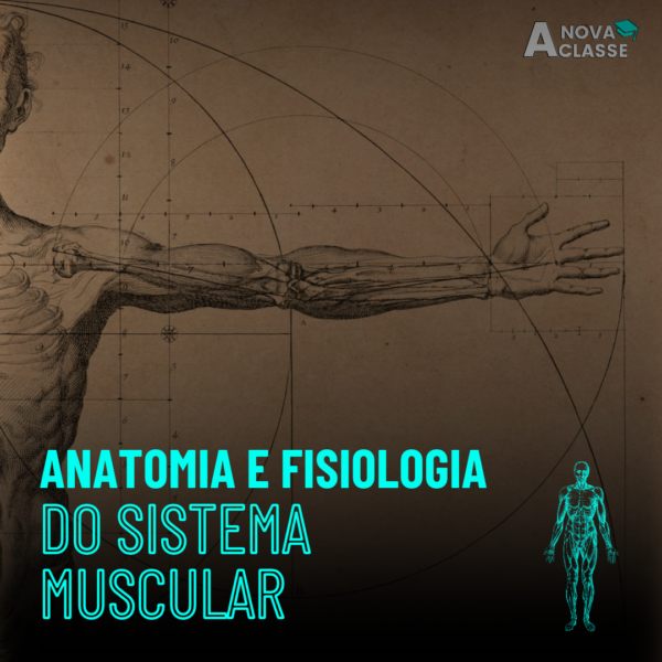 Anatomia e Fisiologia do Sistema Muscular